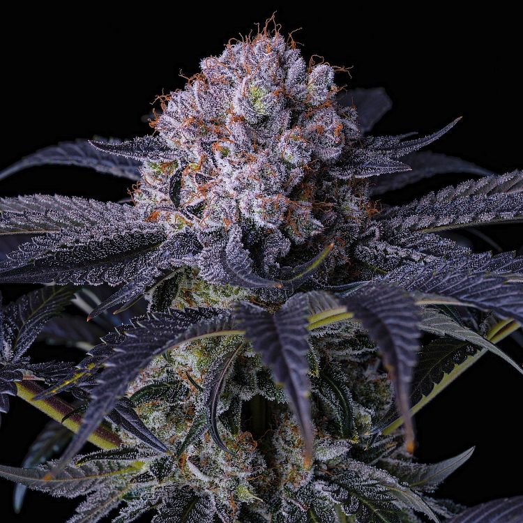 Grape Balls of Fire