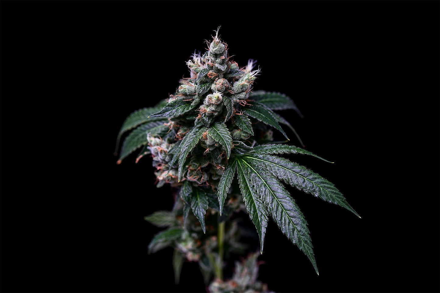 Larry OG x Purple Unicorn Collection - Dogwalker