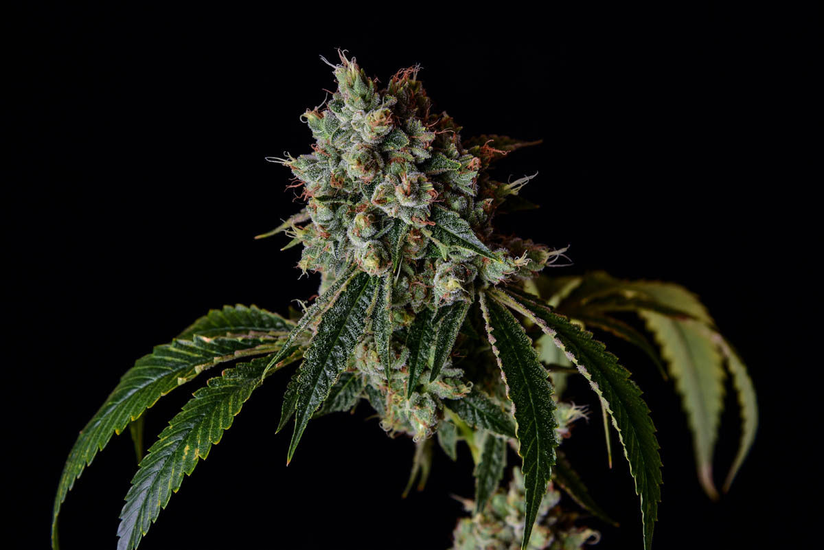 OGLA'78 Collection - Luke Skywalker OG