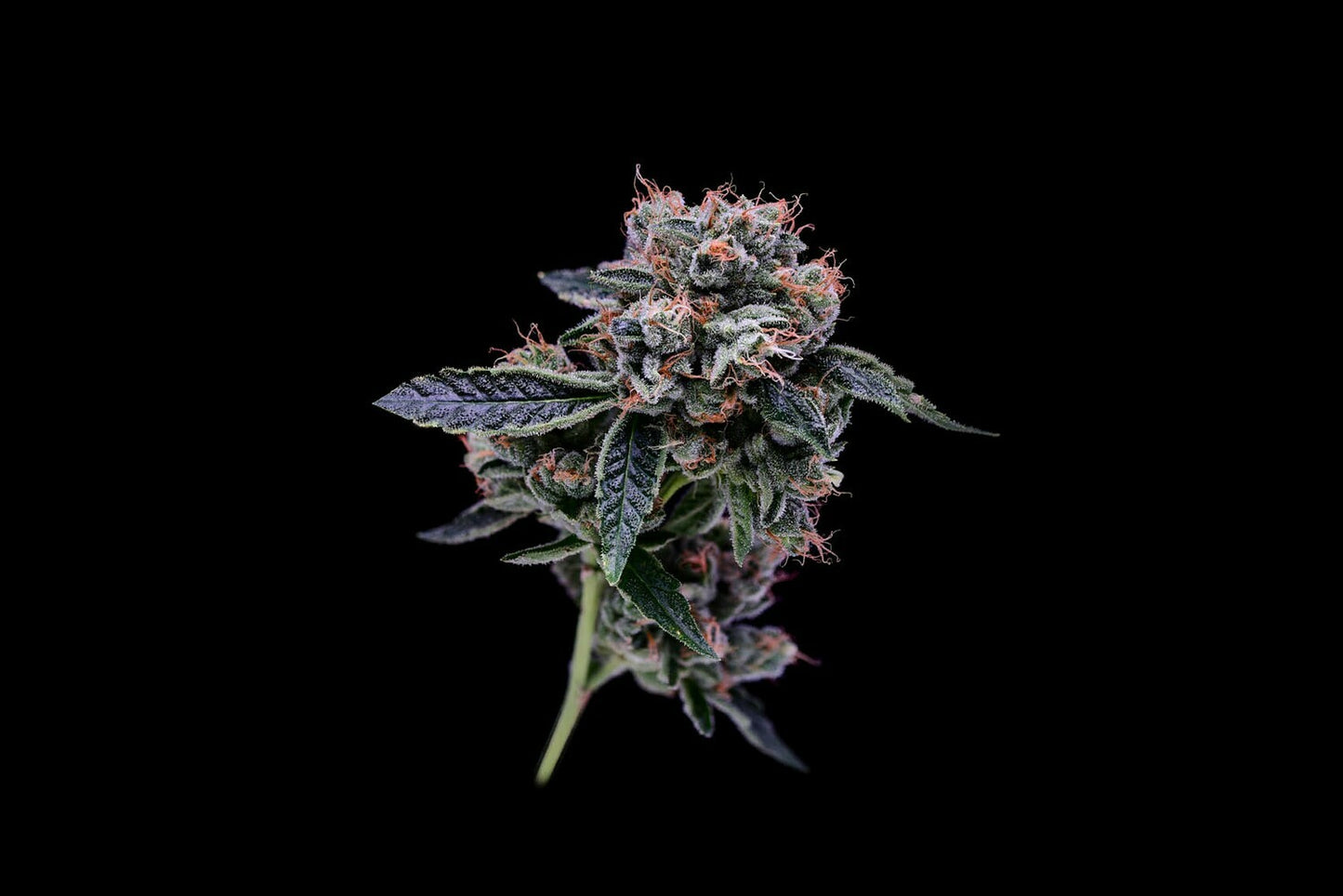 OGLA'78 Collection - Luke Skywalker OG