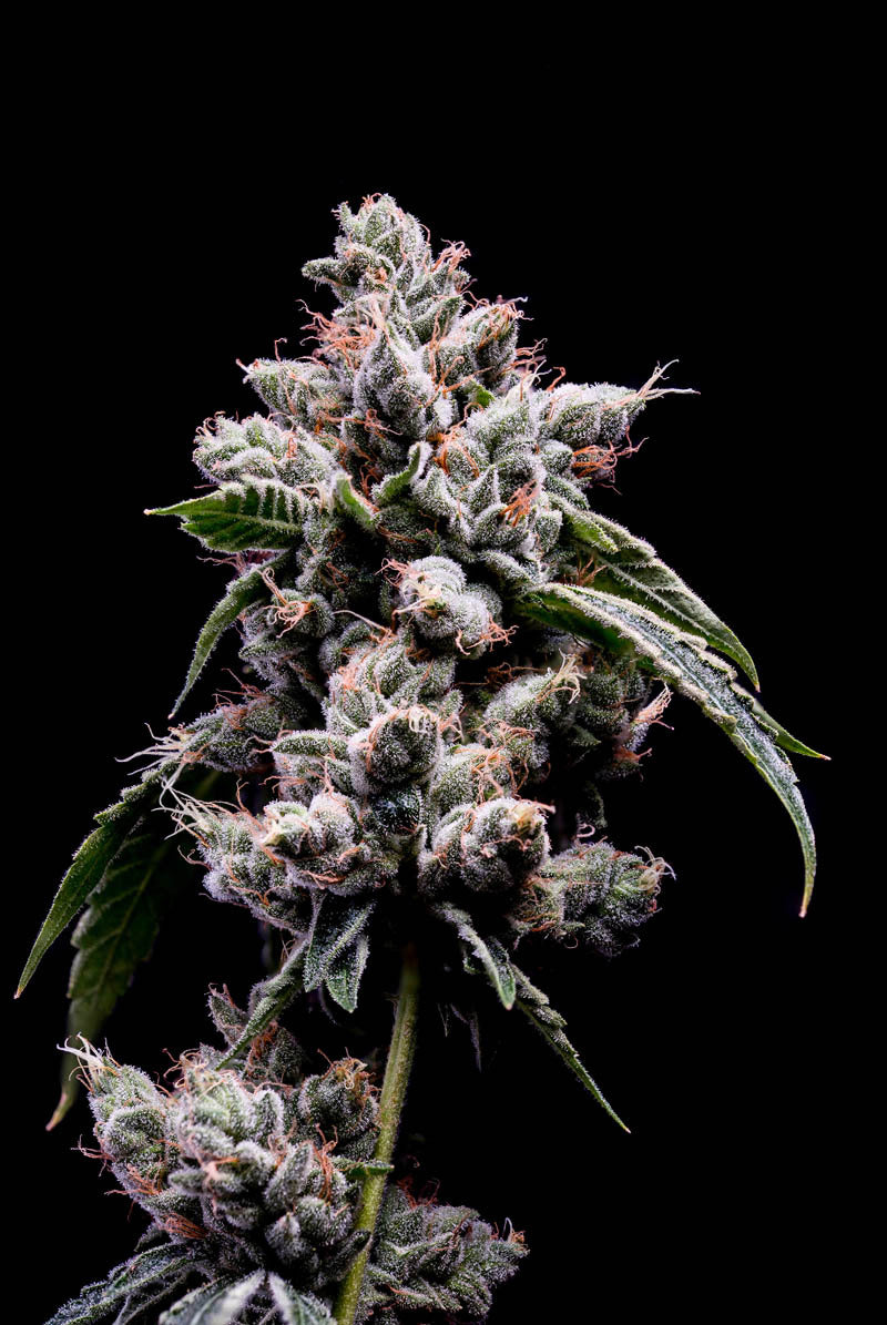 OGLA'78 Collection - Luke Skywalker OG