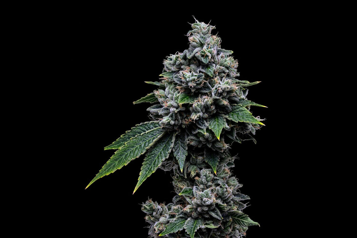 OGCD'78 Collection - Tenzin Kush #2