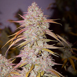 Lemon OG Haze F-4