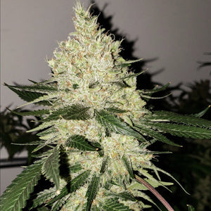 Lilac Diesel Bx4