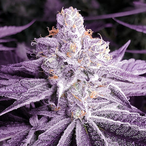 Lilac OG Bx1
