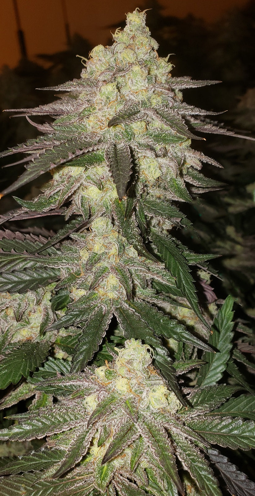 Banana Daddy Auto R BX2