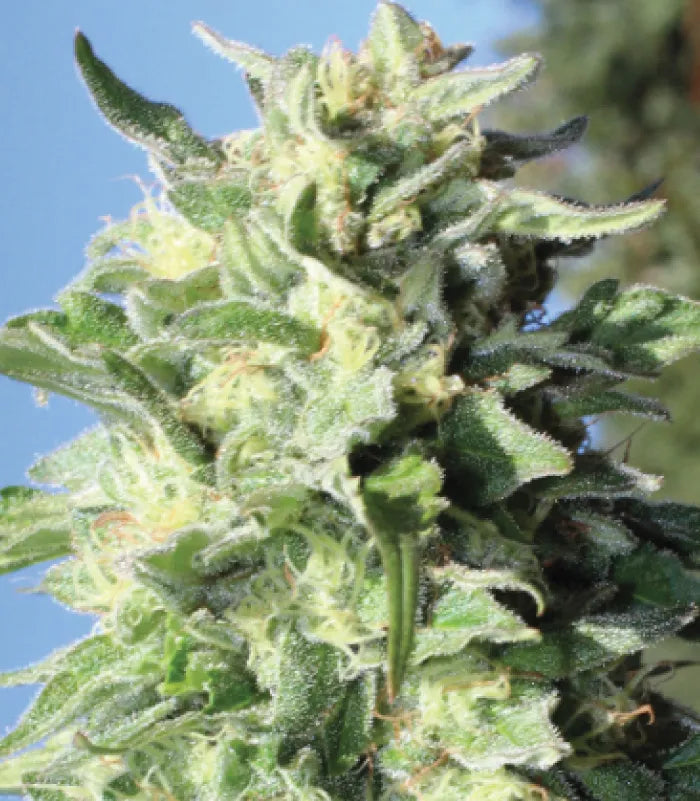 Banana Mango (M/F)