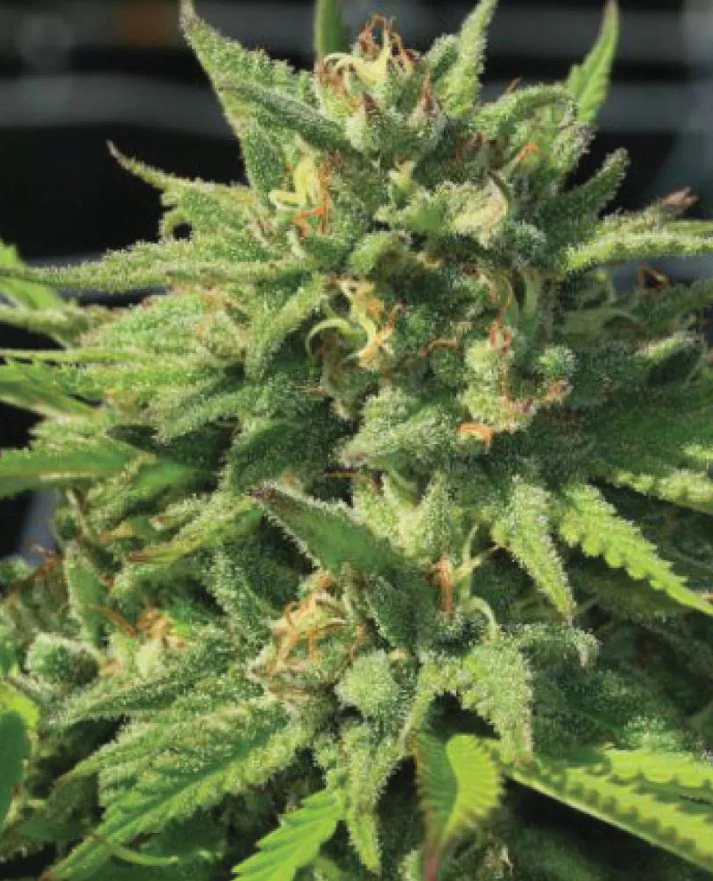 Bigfoot Glue (F)