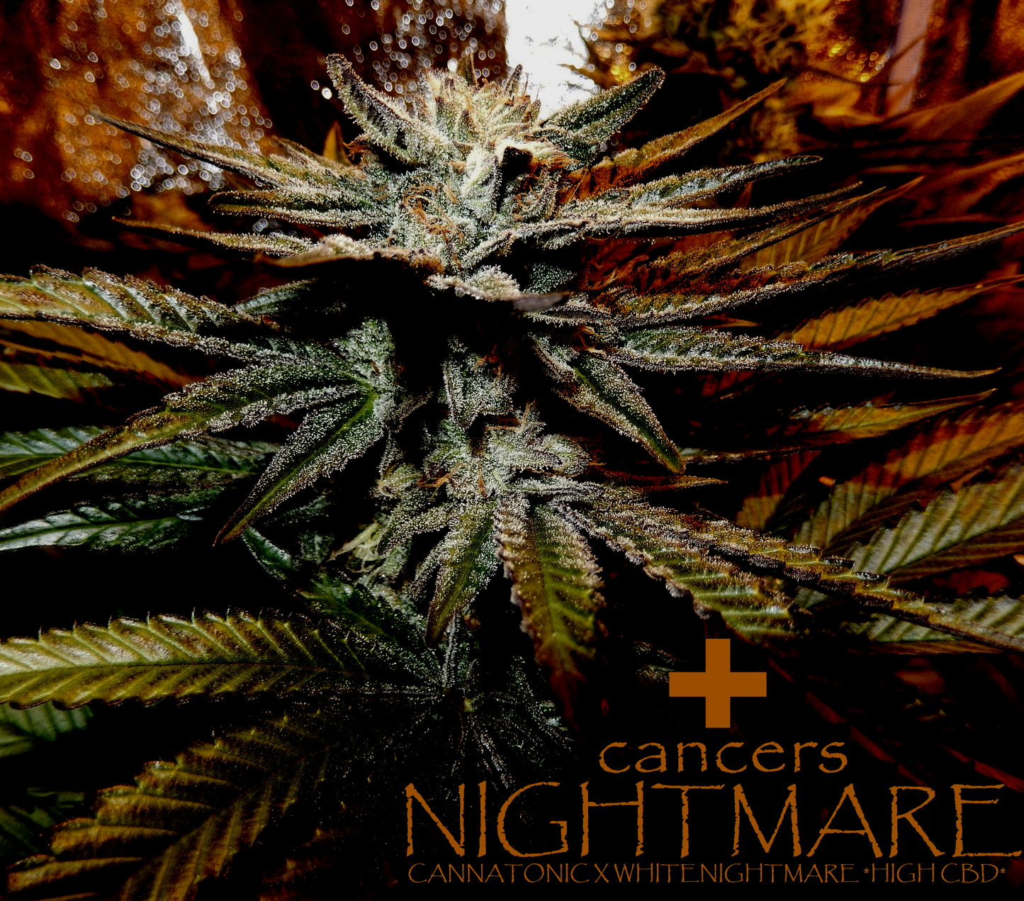 CBD Line - Cancers Nightmare