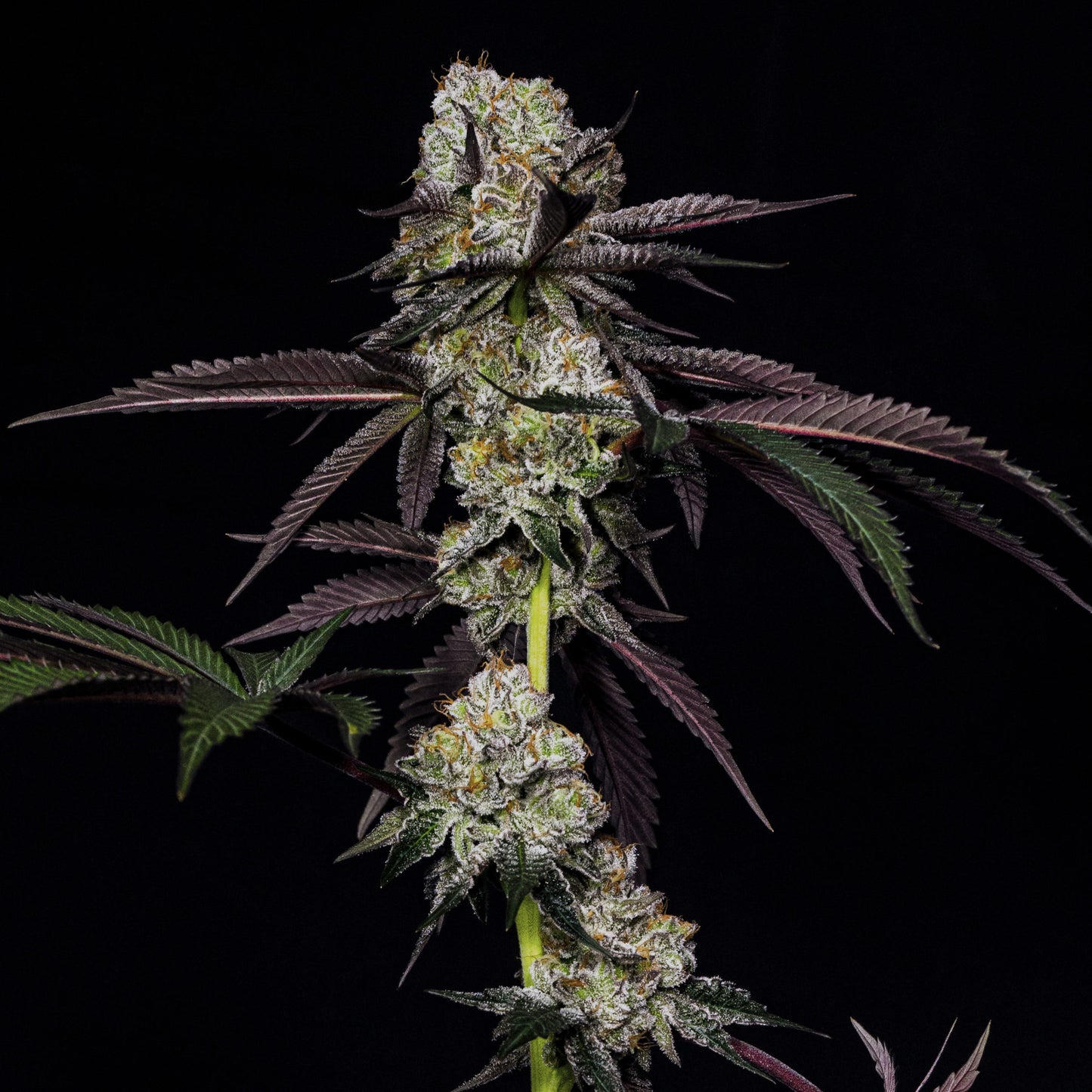 Cap'n Kush