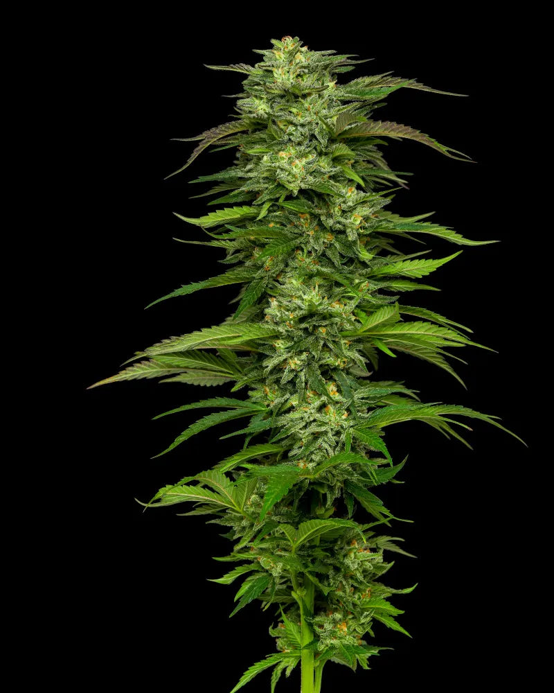 Dream Queen (F)