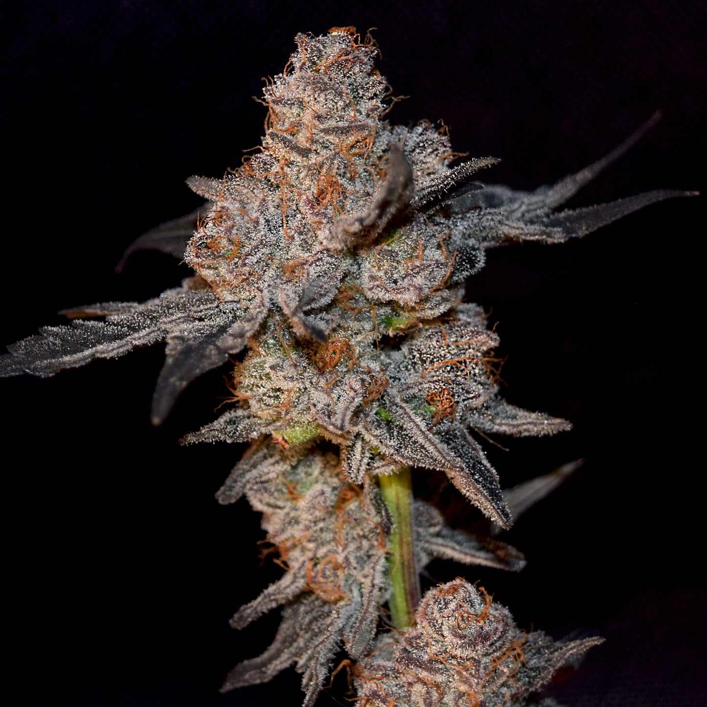 Frosty Kong