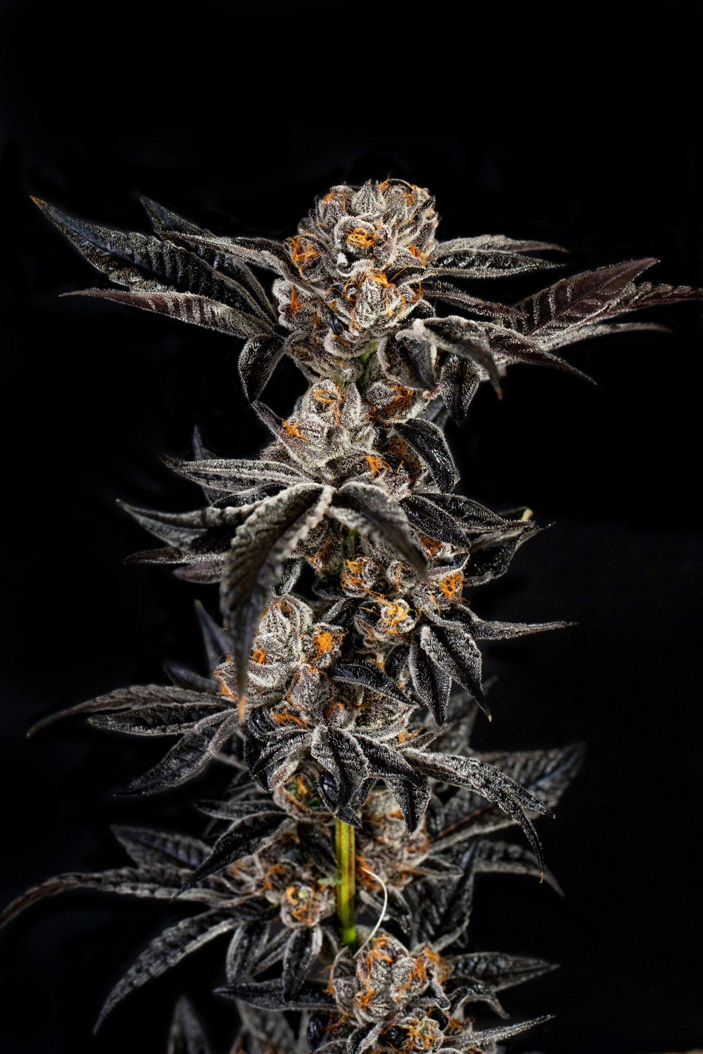 Gelato #33