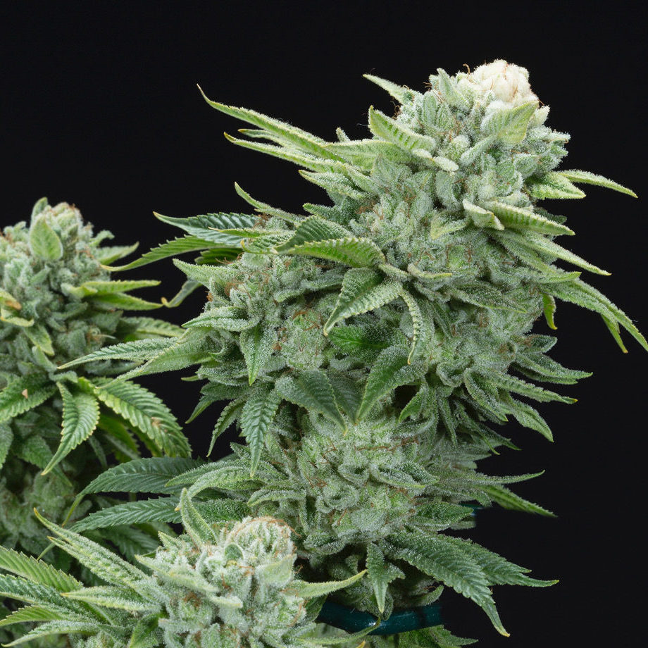 Gorilla Glue #4