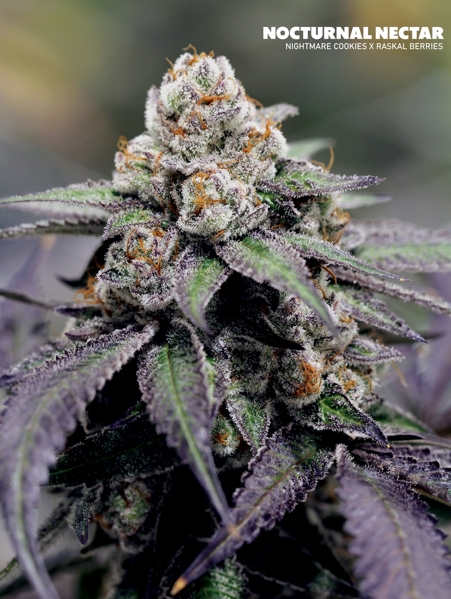 Raskal Berries Line - Nocturnal Nectar