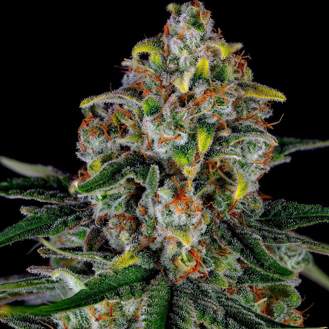 Originals Line - Papaya Power