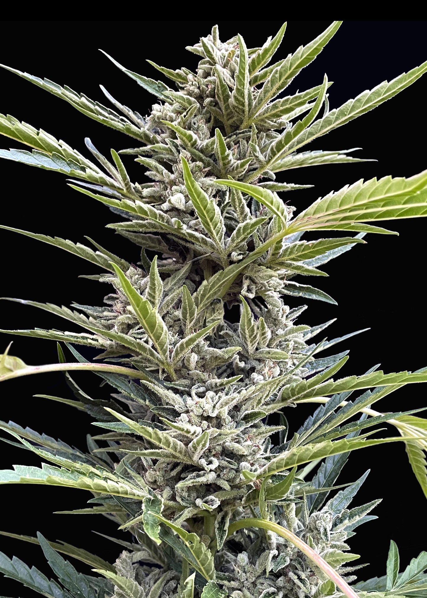 Shadow OG