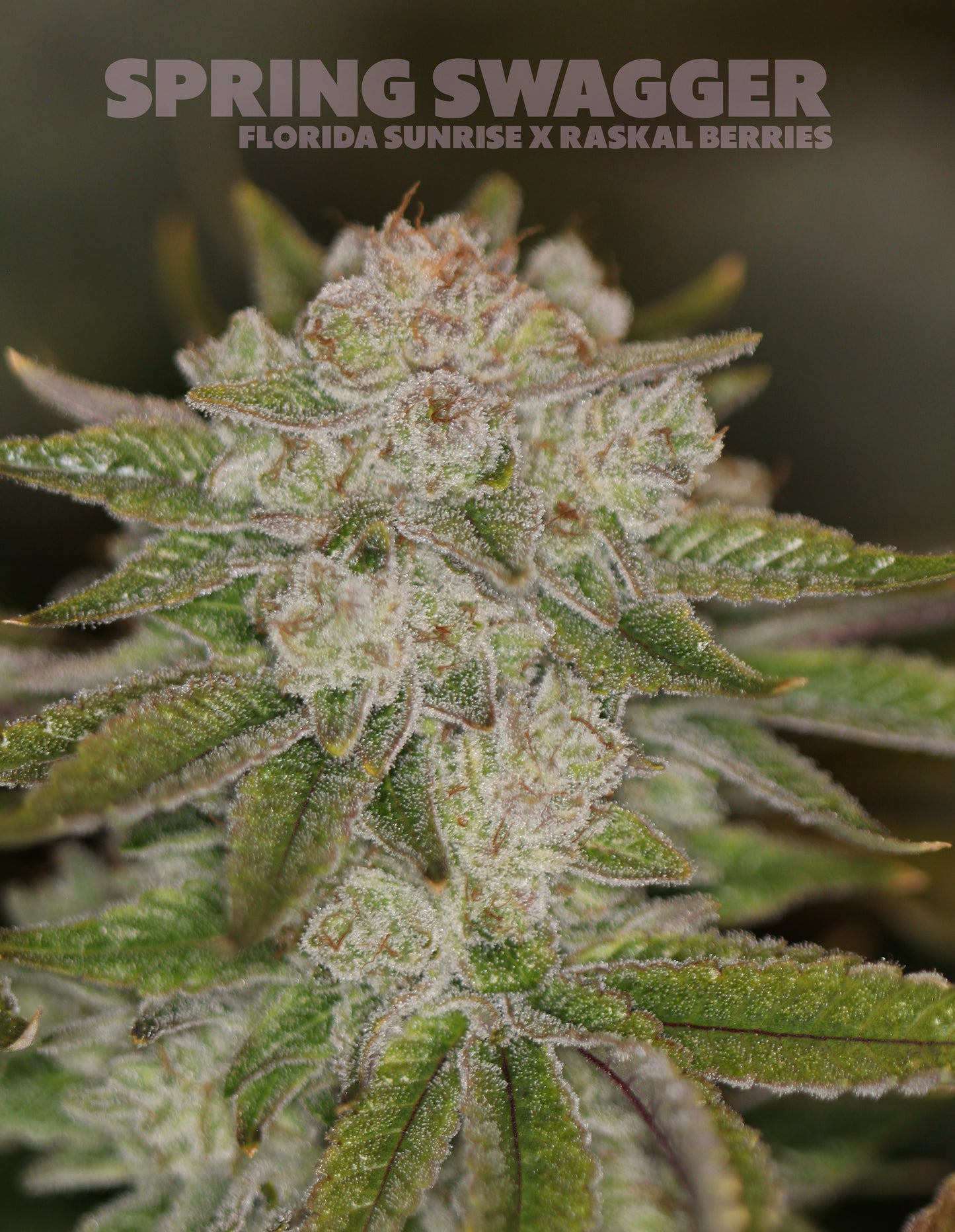 Raskal Berries Line - Spring Swagger