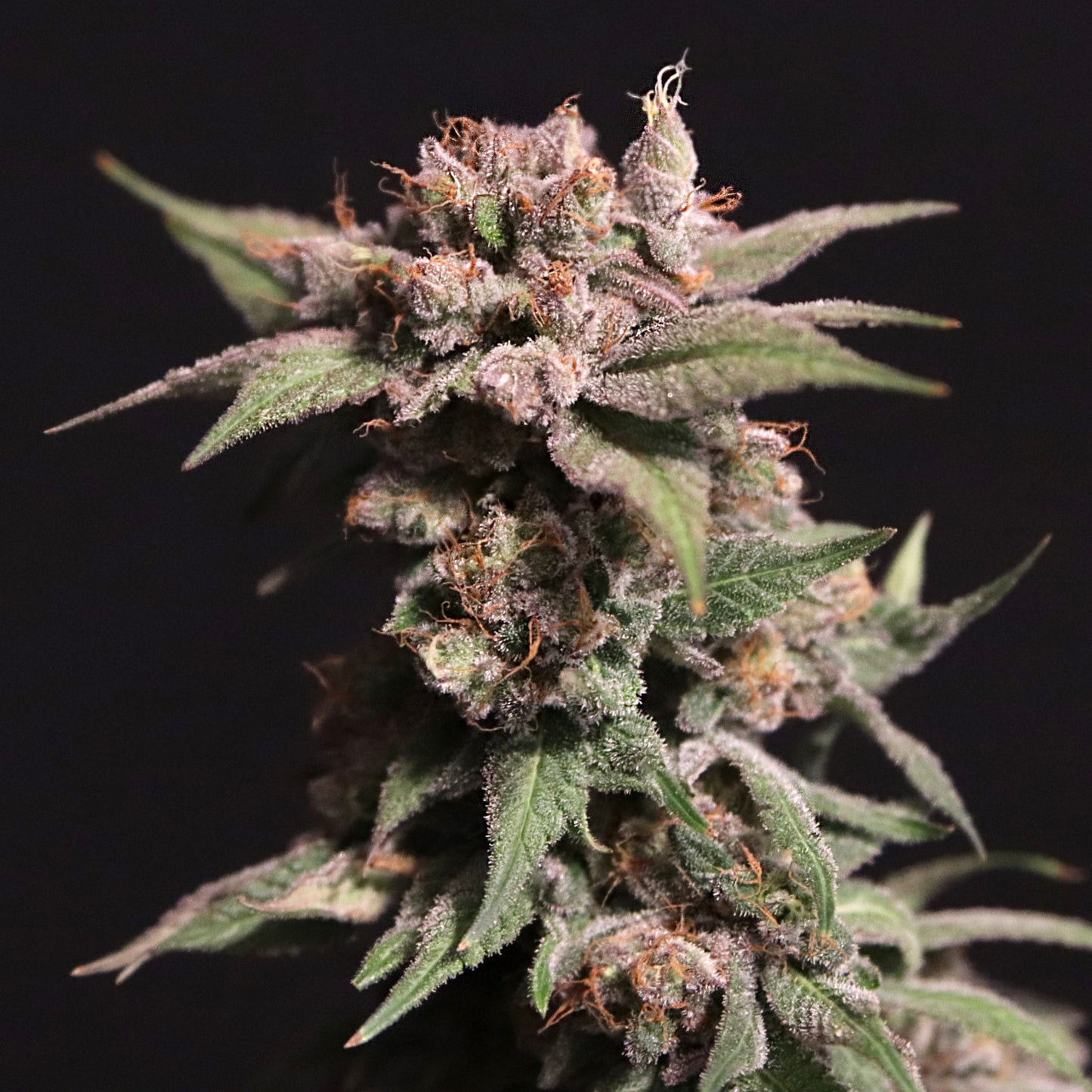 Strawberry Sugar