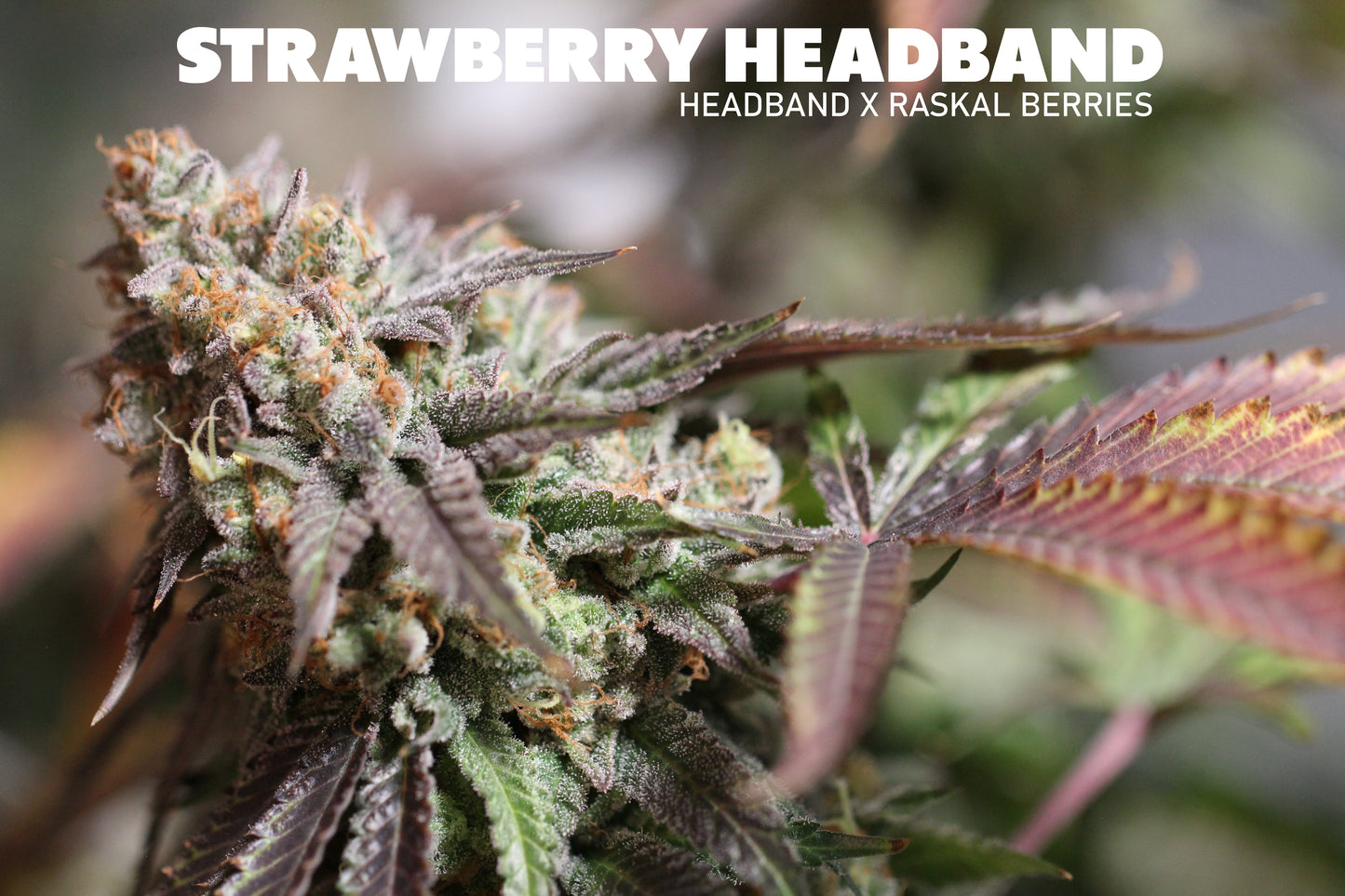 Raskal Berries Line - Strawberry Headband