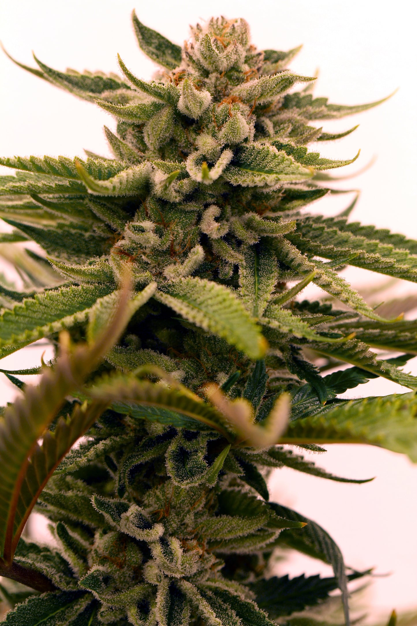 Originals Line - Tangerine Power (F)