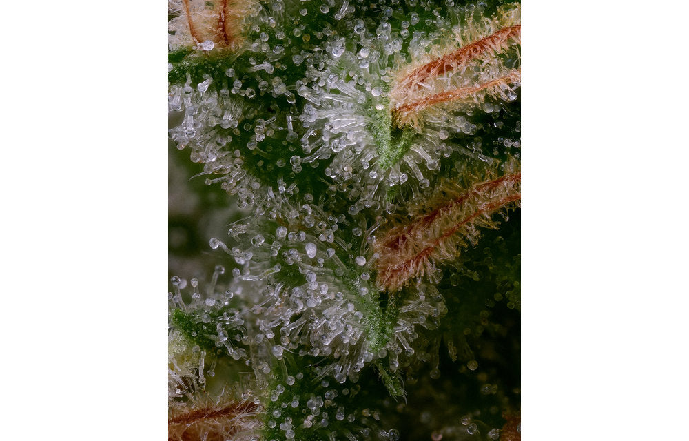 Hazy Kush Collection - Laotian Land Race