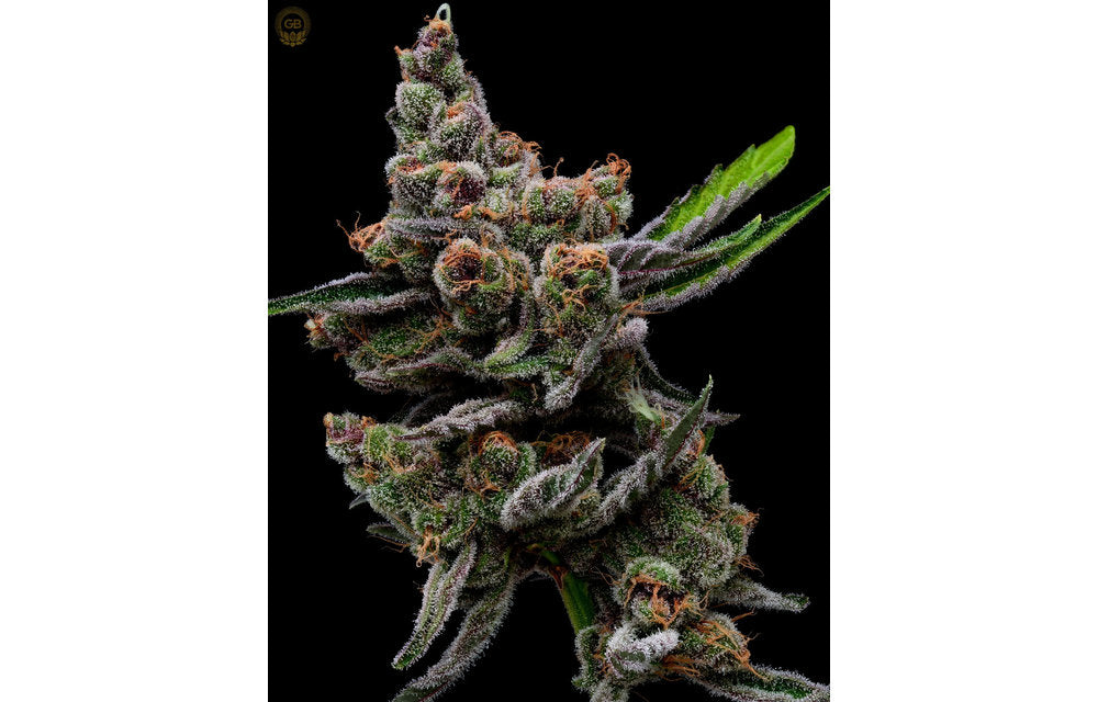 Hazy Kush Collection - Sail Haten