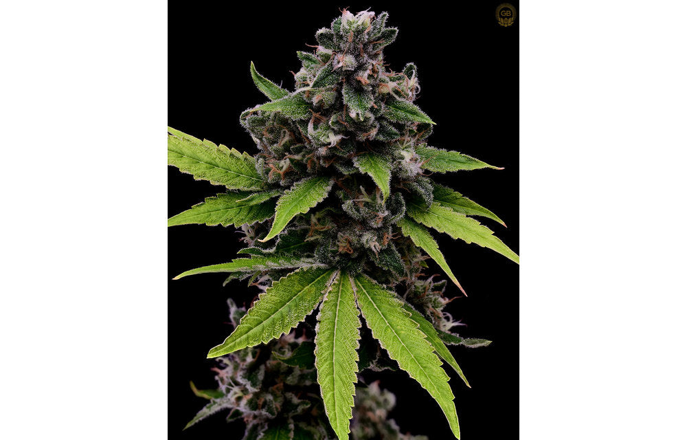 Hazy Kush Collection - Tenzin Kush #2