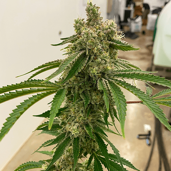 Lemon Drip (F)