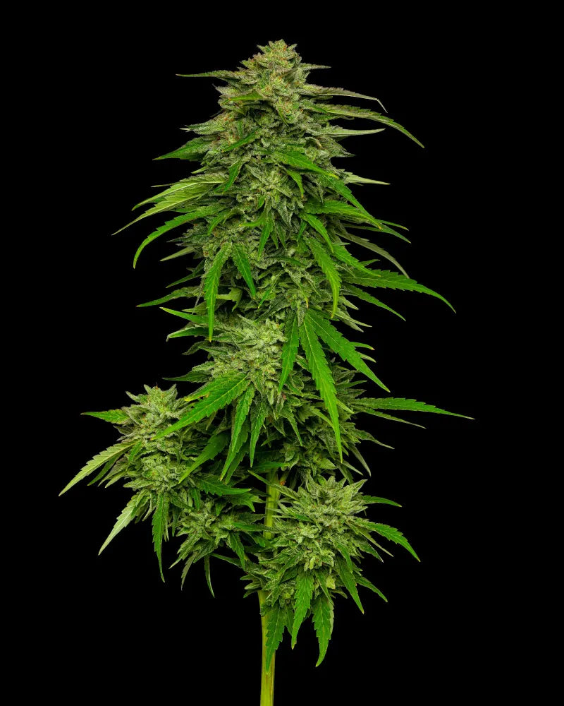 Mango Sherbert (F)