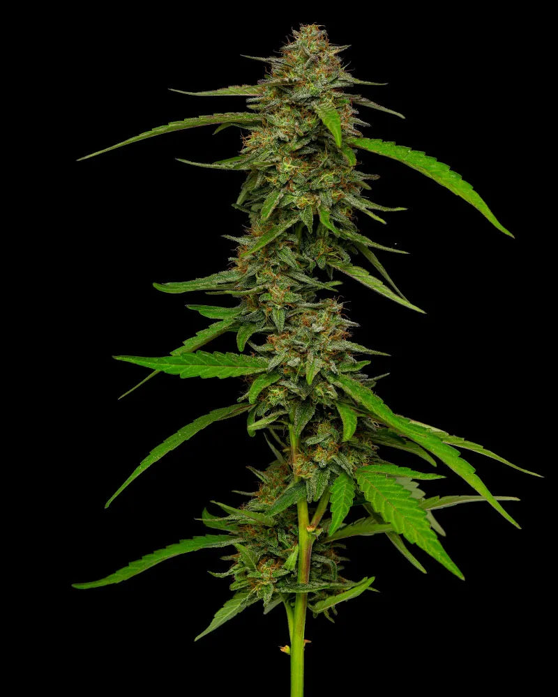 Strawberry Cheesecake (F)