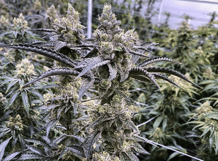 Truffle Monkey (M/F)