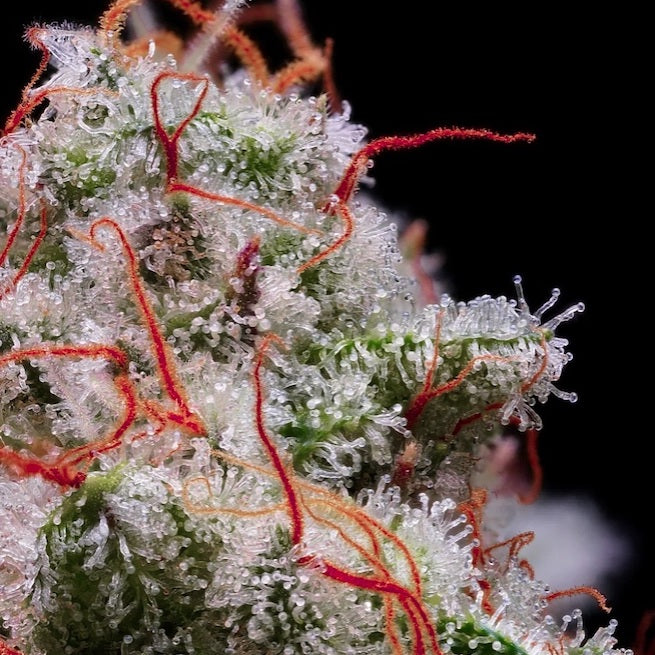 Peach Crescendo Auto RF3