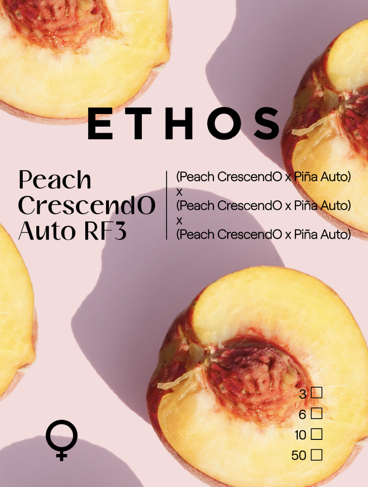 Peach Crescendo Auto RF3
