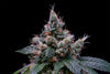 Larry OG x Purple Unicorn Collection - Dogwalker