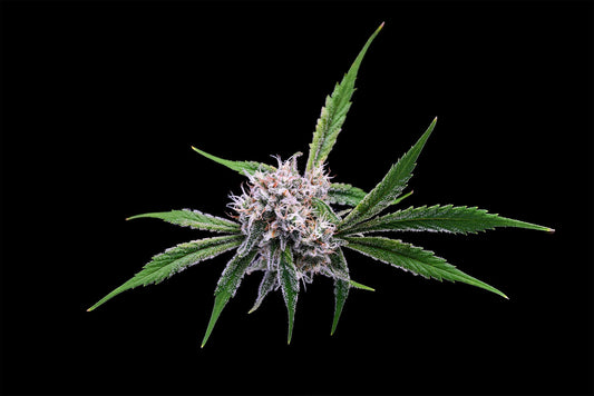 OGLA'78 Collection - Mystery Haze