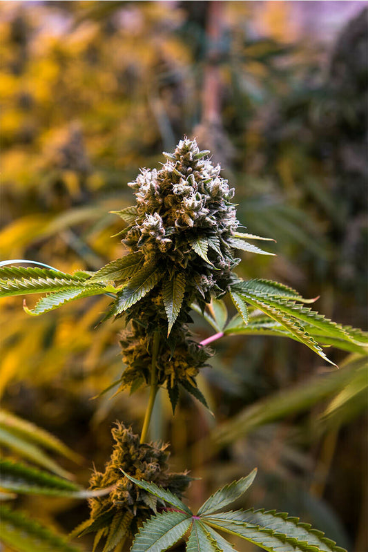 OGLA'78 Collection - Sour OG