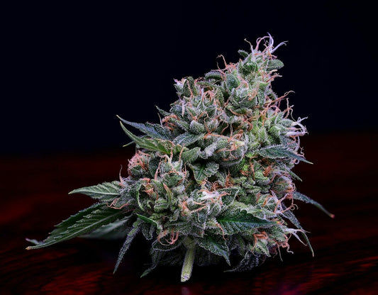 OGLA'78 Collection - Dogwalker OG