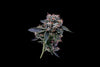 OGLA'78 Collection - Luke Skywalker OG