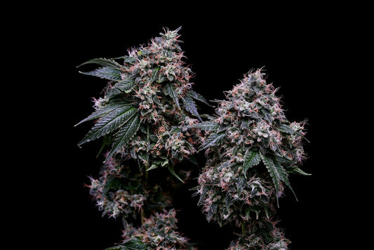 OGCD'78 Collection - Tenzin Kush #2