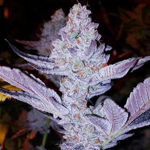 GMO Zkittlez F1