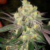 Candy Store Rbx