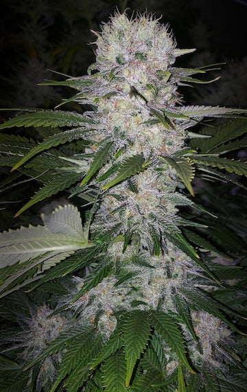 Skunk Hero Rbx1