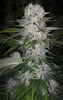 Skunk Hero Rbx1