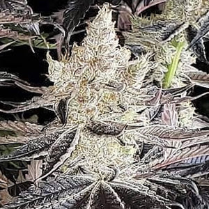 Ethos Cookies R2