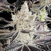 Ethos Cookies R2