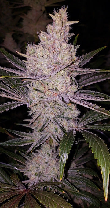 Orange Kush Cake R1 (O.K.C. R1)