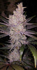 Orange Kush Cake R1 (O.K.C. R1)