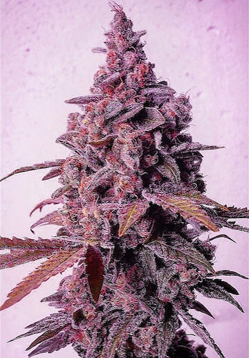 Mandarin Zkittlez R1
