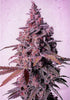 Mandarin Zkittlez R1